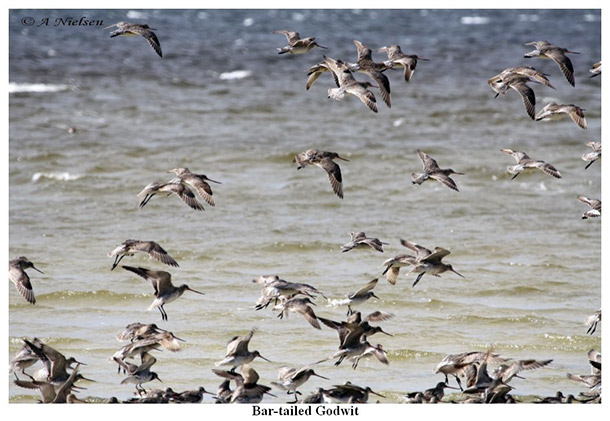 Bird Watching - Tin Can Bay