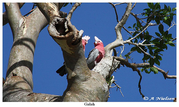 Bird Watching - Tin Can Bay