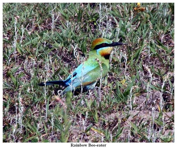 Rainbow Bee-eater - Tin Can Bay