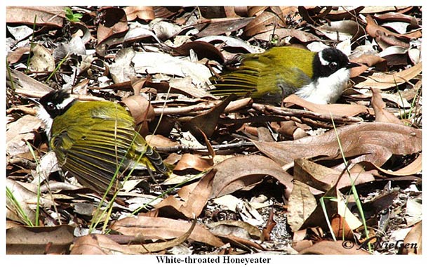 White-throated Honeyeater - Tin Can Bay